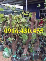 Cây giống nho tím